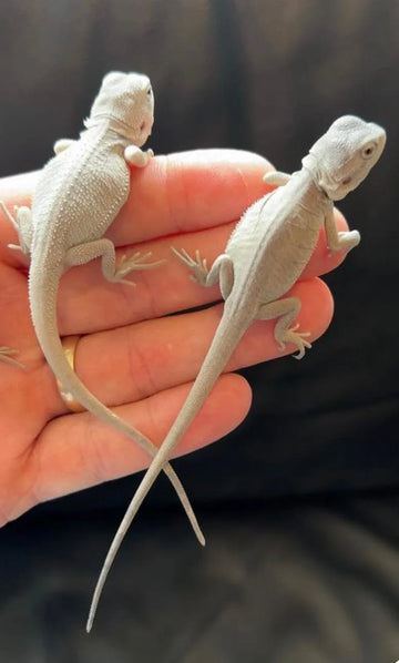 Zero Bearded Dragons - Amazing Amazon